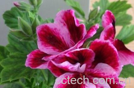 蝴蝶梅花的养殖方法和注意事项-0