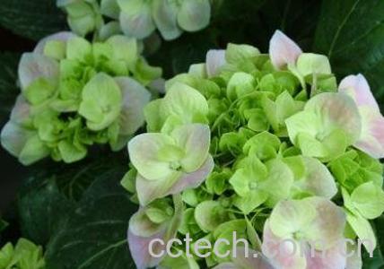 八角绣球花的养殖方法-0