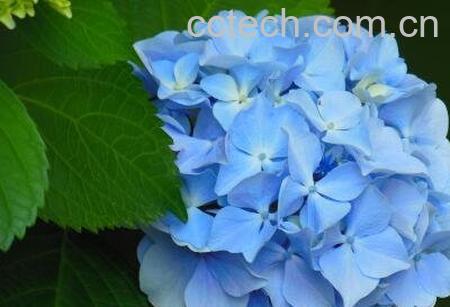 八角绣球花的养殖方法-1