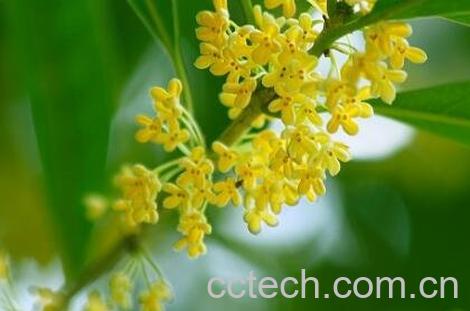 八角桂花的养殖方法-1