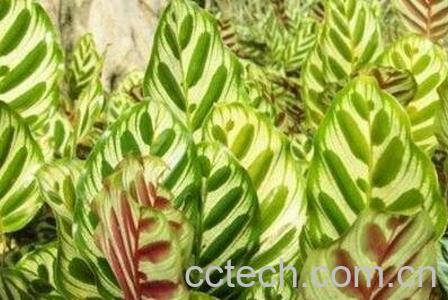 孔雀尾花养殖方法-1