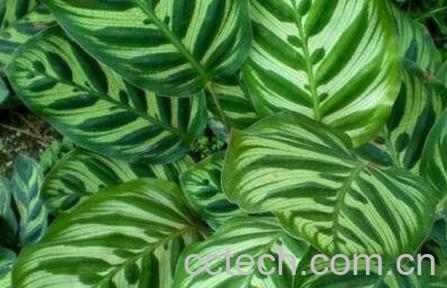 孔雀尾花养殖方法-0