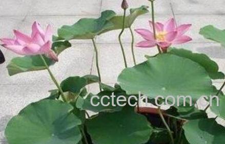 盆栽七色荷花的养殖方法-0