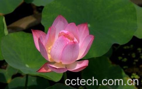 盆栽七色荷花的养殖方法-1