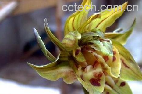 国香牡丹兰花的养殖方法-0