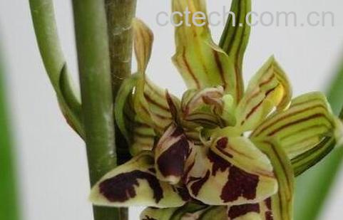 国香牡丹兰花的养殖方法-1