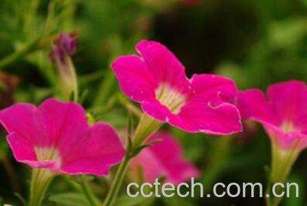 矮牵牛花的养殖方法和注意事项-1