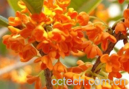 金桂花的养殖方法和注意事项-0