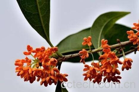 金桂花的养殖方法和注意事项-1