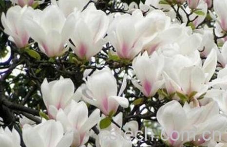 白玉兰的养殖方法和注意事项-0