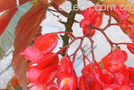 玻璃翠花的养殖方法和注意事项-0