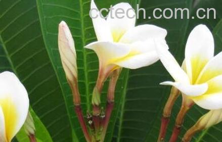 白玉兰的养殖方法和注意事项-1