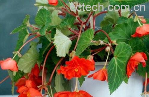 玻璃翠花的养殖方法和注意事项-1