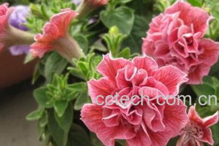 重瓣矮牵牛花的养殖方法-0