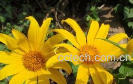 臭菊花的养殖方法和注意事项-0