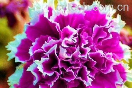 重瓣矮牵牛花的养殖方法-1