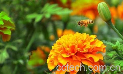 臭菊花的养殖方法和注意事项-1