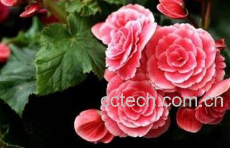 臭海棠花的养殖方法和注意事项-0