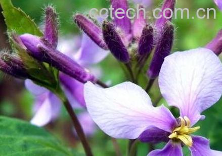 紫色兰草花的养殖方法-0