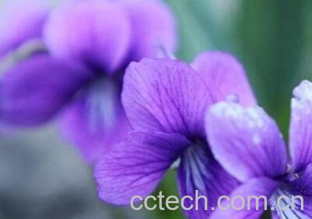 紫色兰草花的养殖方法-1