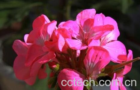 臭海棠花的养殖方法和注意事项-1