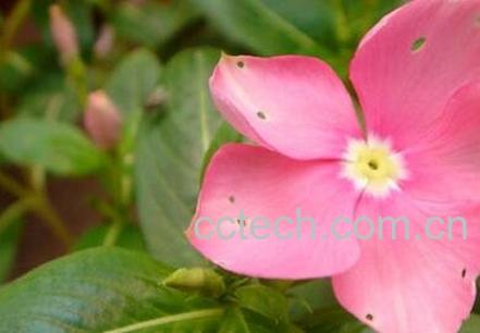 金达莱花的养殖方法和注意事项-0