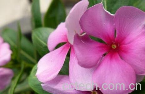 金达莱花的养殖方法和注意事项-1