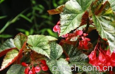 麻叶海棠花的养殖方法和注意事项-1