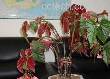 麻叶海棠花的养殖方法和注意事项-0