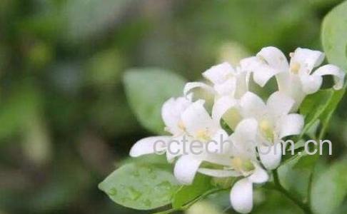 不适合放在客厅的植物-1