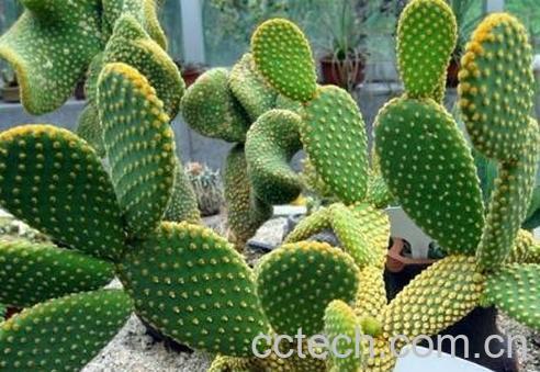 不适合放在客厅的植物-0