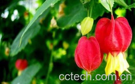 蔓性风铃花的养殖方法和注意事项-0