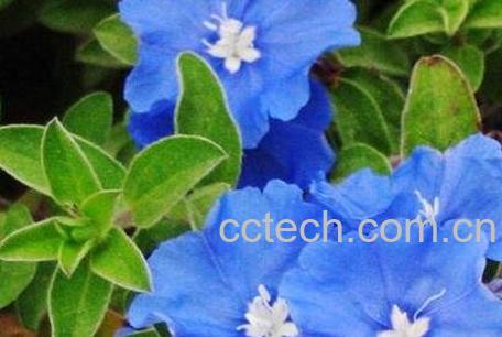 四季之星花养殖方法和注意事项-1