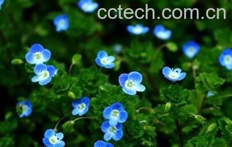 四季之星花养殖方法和注意事项-0