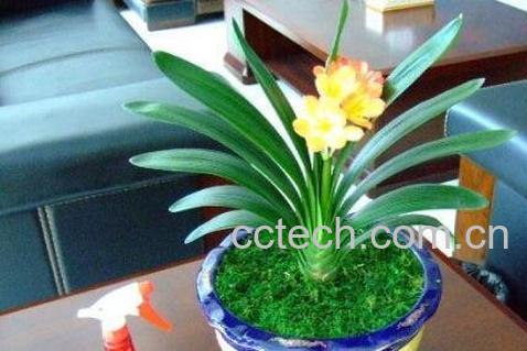 室内君子兰花的养殖方法和注意事项-0