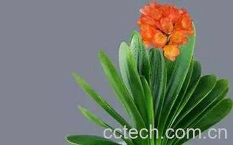  室内君子兰花的养殖方法和注意事项-1