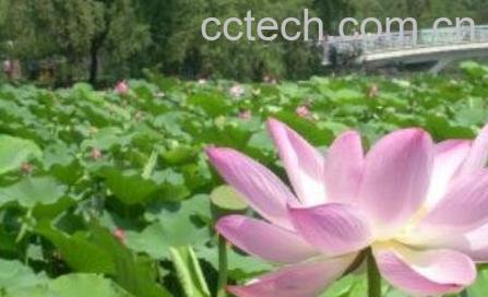 水芙蓉花的养殖方法和注意事项-1