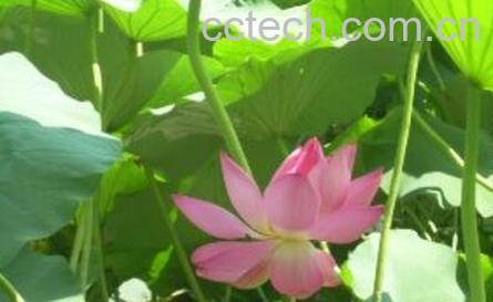 水芙蓉花的养殖方法和注意事项-0