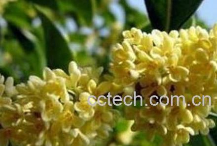 大四季桂花的养殖方法和注意事项-0