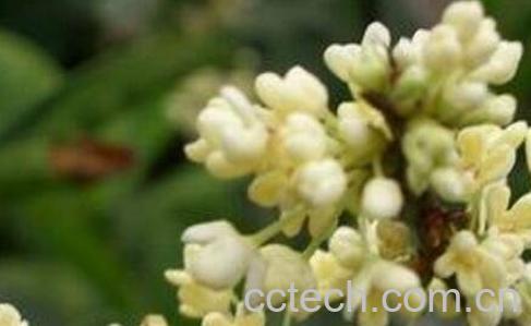 大四季桂花的养殖方法和注意事项-1