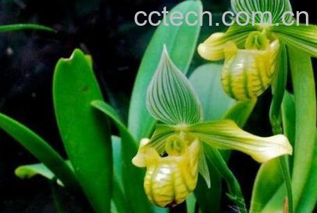 兜兰花的家庭养殖方法-0