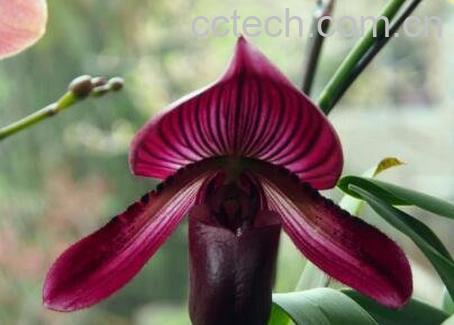 兜兰花的家庭养殖方法-1