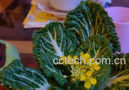 盆栽白菜花的养殖方法-0