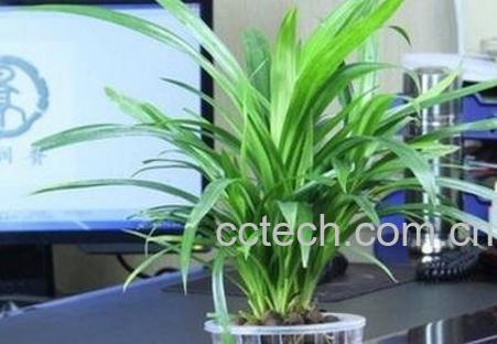 兰花水养的养殖方法-0