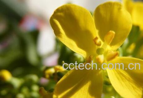 盆栽白菜花的养殖方法-1