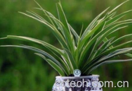 兰花水养的养殖方法-1