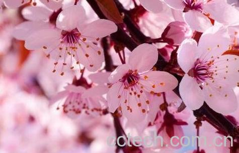 春天开的花有哪些-0