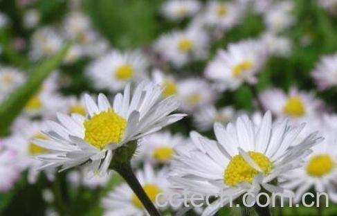 春天开的花有哪些-1