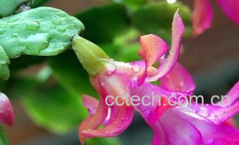 蟹爪兰的养殖方法 蟹爪兰怎么养-0