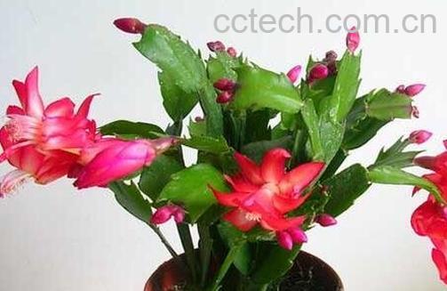 蟹爪兰的养殖方法 蟹爪兰怎么养-1